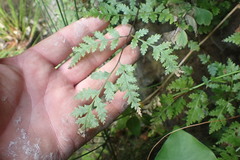 Pteris saxatilis