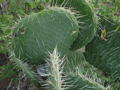 Opuntia spinulifera