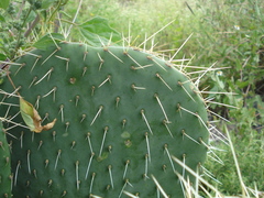 Opuntia spinulifera
