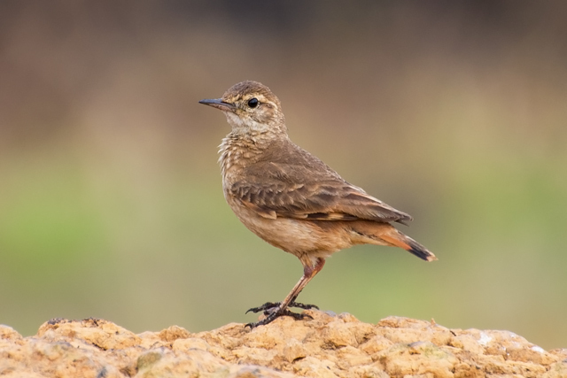 Campo Miner (Geositta poeciloptera) photo