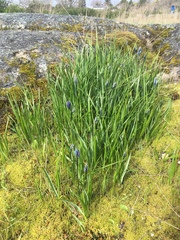 Camassia quamash quamash