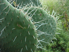 Opuntia spinulifera