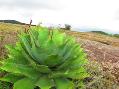 Agave nuusaviorum