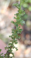 Jamesbrittenia argentea