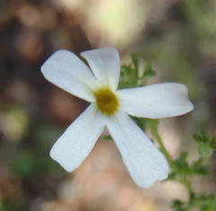Jamesbrittenia argentea