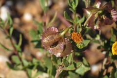 Osteospermum sinuatum sinuatum