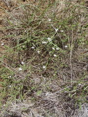 Jamesbrittenia argentea