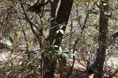 Quercus hypoleucoides