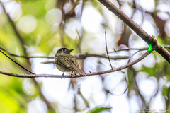 Rhynchocyclus brevirostris