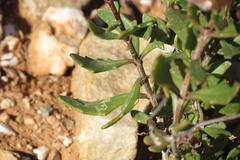 Osteospermum sinuatum sinuatum