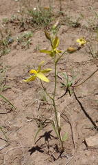 Cyanella lutea lutea