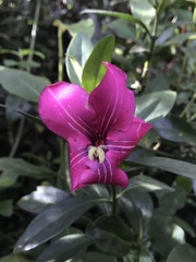 Symbolanthus anomalus