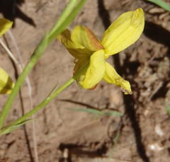 Cyanella lutea lutea