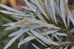 Banksia collina