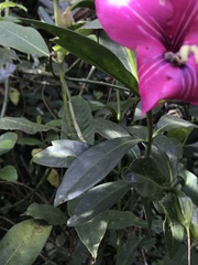 Symbolanthus anomalus