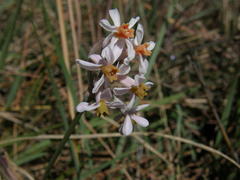 Tulbaghia leucantha