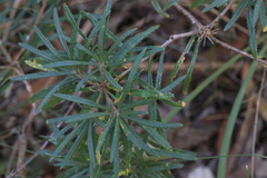 Banksia collina