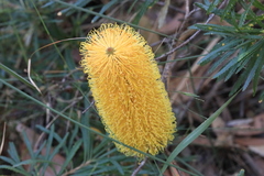 Banksia collina