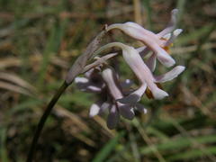 Tulbaghia leucantha