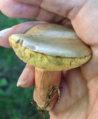 Xerocomellus