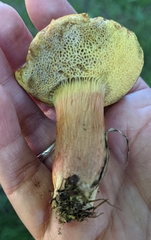 Xerocomellus