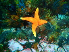 Fromia schultzei