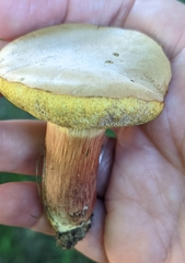 Xerocomellus