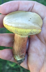 Xerocomellus