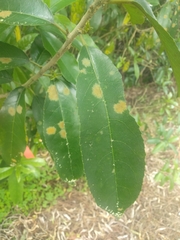 Cephaleuros lagerheimii