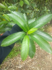 Cephaleuros lagerheimii