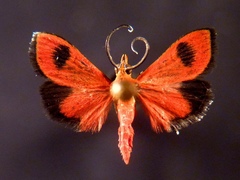Pyrausta cardinalis
