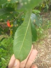 Cephaleuros lagerheimii