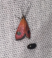 Pyrausta cardinalis