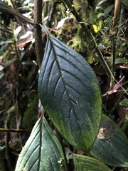 Glossoloma ichthyoderma