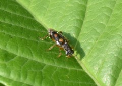 Phyllobaenus pallipennis