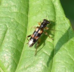 Phyllobaenus pallipennis