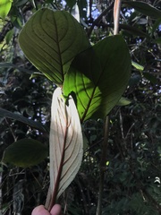 Glossoloma ichthyoderma