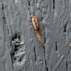 Dahlica triquetrella