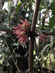 Glossoloma ichthyoderma