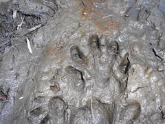 Aonyx capensis capensis