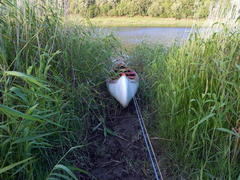 Aonyx capensis capensis