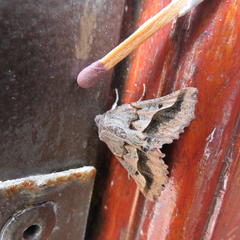 Drepanogynis sinuata