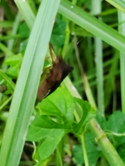 Anasa scorbutica