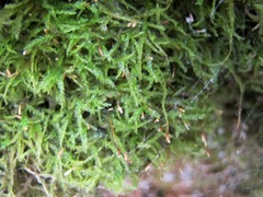 Plagiothecium piliferum