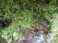 Plagiothecium piliferum