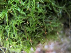 Plagiothecium piliferum