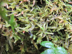 Plagiothecium piliferum