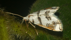 Neurophyseta