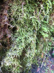 Plagiothecium piliferum