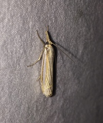 Crambus laqueatellus